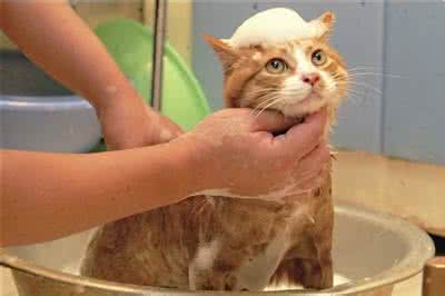 怎么训练幼猫喝水 猫不怕水怎么训练