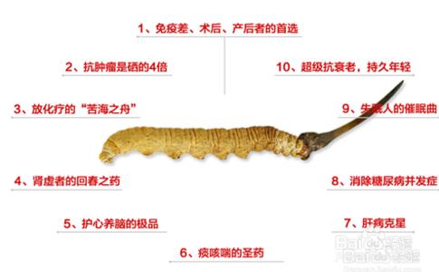 冬虫草作用及食用方法 虫草的功效与作用 冬虫夏草的功效与作用及食用方法