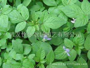 白花菜有毒吗 白花菜中毒有什么症壮 白花菜有毒吗