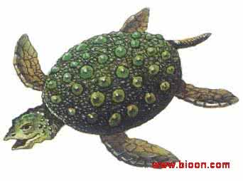 平背海龟 粒背海龟