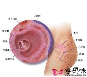 怀孕两个月胎儿有多大 怀孕两个月胎儿有多大 怀孕13周胎儿有多大胎儿发育情况是怎样