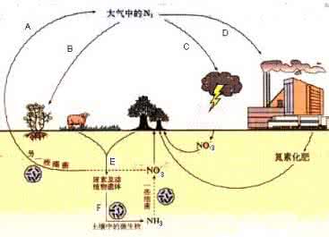 生物固氮化学方程式 生物固氮