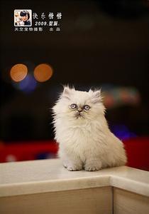 天天色精网 让猫咪的毛色更艳丽:宠物美容精