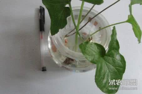 水培盆栽植物 水培盆栽植物,往瓶子里扔这2物,养多久也不烂根、不发黄