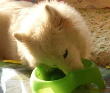 萨摩耶犬吃什么好 萨摩耶喜欢吃什么食物