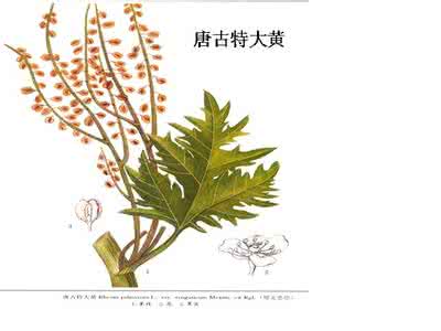 大黄的作用与功效 大黄的作用与功效 大黄茎的功效与作用