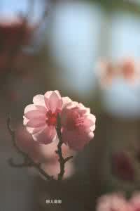 连帽大衣裁剪图 #暗香暖冬 #梨花带雨翻译-长款连帽大衣