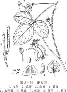 距瓣尾囊草 瓣距