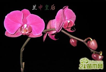 蝴蝶兰怎么养 蝴蝶兰图片 蝴蝶兰怎么养,蝴蝶兰图片欣赏