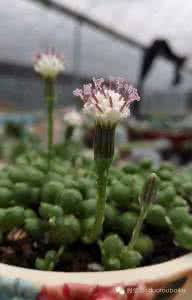 多肉植物的种植方法 多肉植物的种植 多肉植物的种植经验