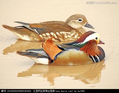 济公点鸳鸯 电视剧济公点鸳鸯的故事 济公点鸳鸯