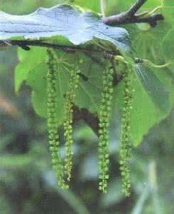 十齿花和水青树 水青树