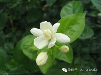 薄荷怎么养才能爆盆 夏日炎炎 农家乐 炎炎夏日，你家茉莉花爆盆了吗？