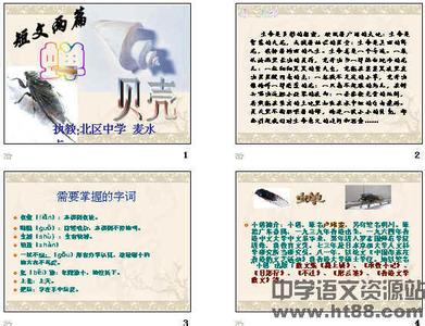 形容贝壳的词语 描写贝壳的词语