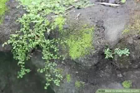 啤酒酸奶苔藓繁殖配方 她把酸奶啤酒和苔藓洒在墙上,两周后奇迹出现了~