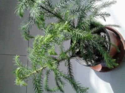 小松树的歌 好句 小松树的养植 家里养小松树好吗?