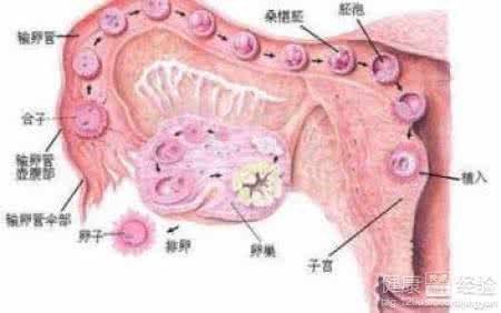 卵巢功能早衰怎么怀孕 卵巢功能早衰会怀孕吗？