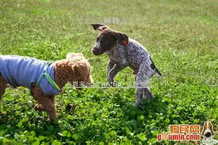 波音达犬 波音达犬 波音达犬咳嗽怎么办