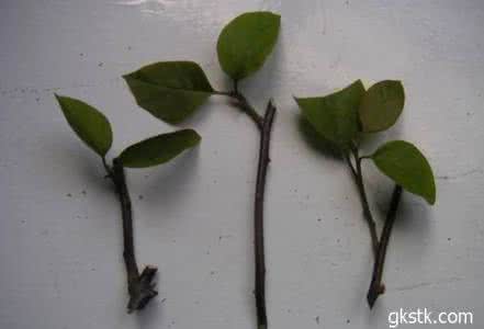 三角梅插扦方法及图片 三角梅的扦插方法图