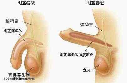 男人经常按哪个穴位治阳痿呢