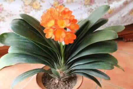 50种常见花卉浇水方法 8种家庭常见花卉的浇水方法，再也不担心把花浇死了！