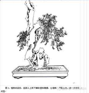 黄杨盆景修剪步骤图片 盆景设计步骤图