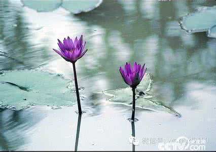绽放一朵美丽的心花 种一份诗意于心，绽一朵欣喜于怀（美文欣赏）