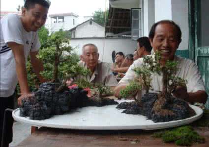 外国盆景制作大师视频 转载 盆景大师制作盆景全过程图片