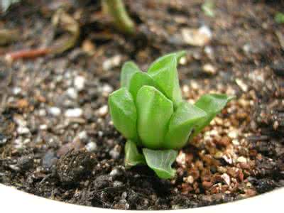 多肉植物换盆注意事项 多肉类植物的换盆过程(图文)