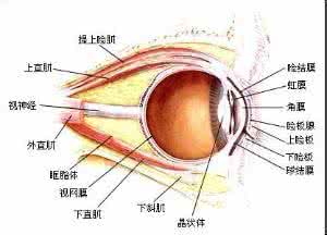 眼睑读音 眼睑读音是什么？