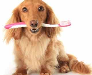 狗狗泰迪有多少牙齿 狗狗牙齿怎么护理