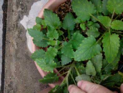 人工种植冬虫夏草图片 人工种植冬虫夏草图片 冬虫夏草是虫还是草