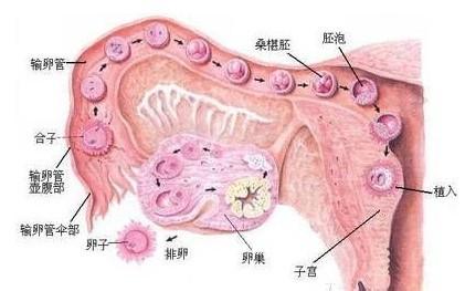 卵巢不孕不育 卵巢功能与不孕不育