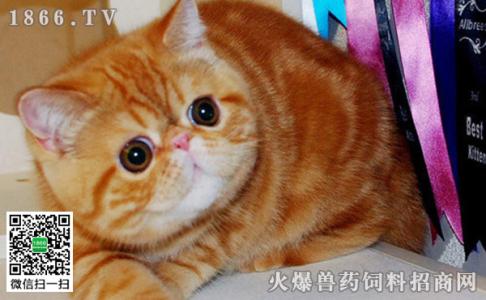 加菲猫好养吗 加菲猫好养吗 加菲会叫吗平时？