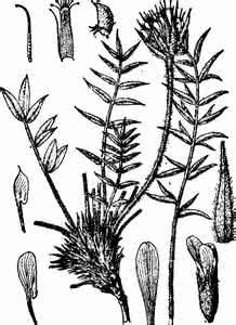 缘毛棘豆 黄毛棘豆