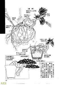 盆景树桩造型技巧图解 （转载）解野生树桩的采掘方法（图解）