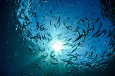 杰西卡 水下摄影师 世界上十大最好的水下摄影师