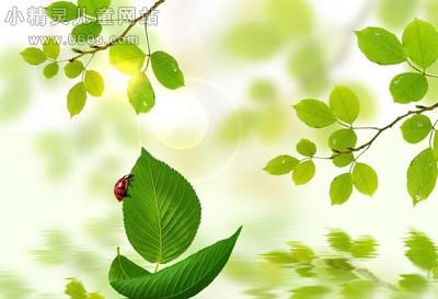 小班有趣的吹画教案 小班教案:有趣的植物画