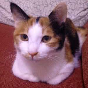 花痴了猫一朵 为什么猫喜欢花?喵星人其实都是花痴!