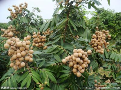 中药龙眼的功效 中药龙眼的功效 喝中药可以吃龙眼吗？