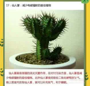多肉植物品种 图解 图解：十八种最好的室内植物