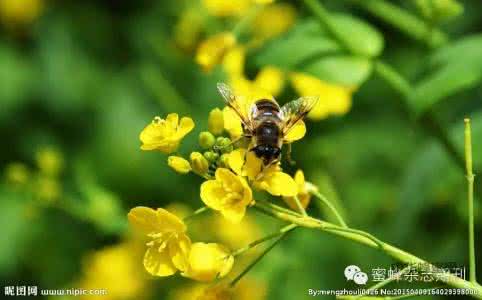 蜜蜂白垩病 论蜜蜂的蜂麻蝇 白垩病防治方法