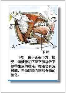 人体器官构造 人体器官构造与保健知识（1-3）