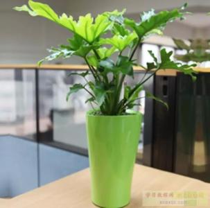 哪种植物治理雾霾 养这14种植物,拒绝被“霾”
