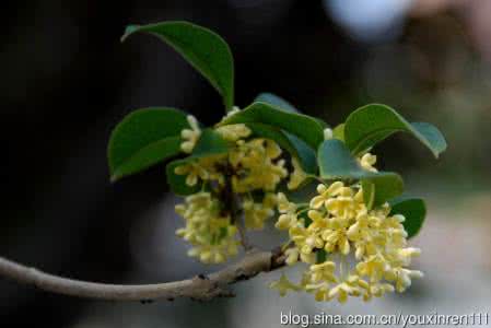 便宜的桂花香水 桂花香水 桂花可以做香水吗?