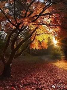 红尘如梦 秋日私语    红尘如梦