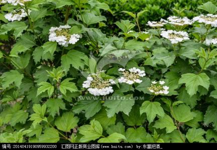 琼花和天目琼花 鸡树条 天目琼花