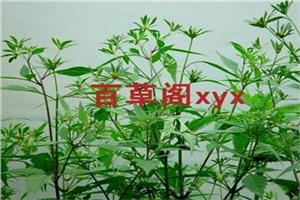 鬼针草能治高血压吗 鬼针草双向调节血压的奇草