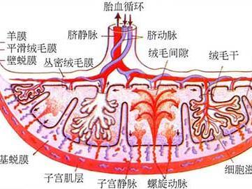 胎盘的功能是什么 胎盘的功能有哪些 胎盘是什么？胎盘有哪些功能？