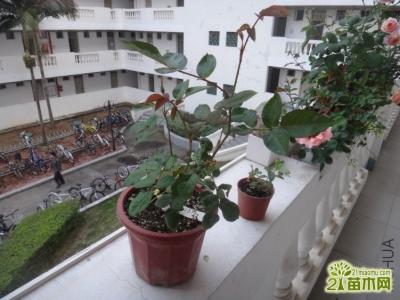 盆栽植物怎么施肥 如何正确给盆栽植物浇水施肥